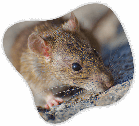 Roof Rats Invasion: Problems Caused By Rats And The Preventive Measures