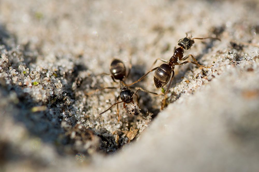 Ant Control In Denton